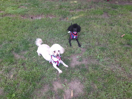 Pet Supply Store «Park Ave. Pets», reviews and photos, 993 Monroe Ave, Rochester, NY 14620, USA