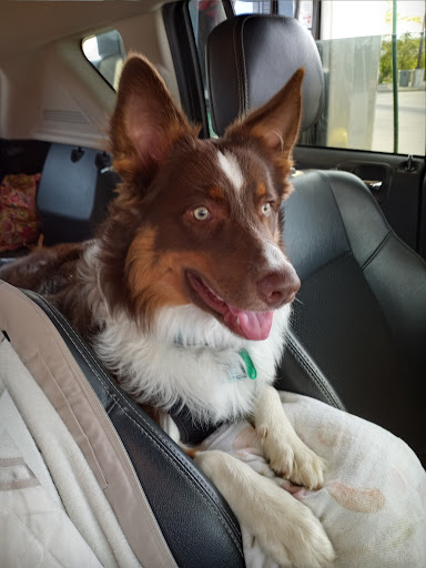 Pet Supply Store «EarthWise Pet Panama City», reviews and photos, 632 W 23rd St, Panama City, FL 32405, USA