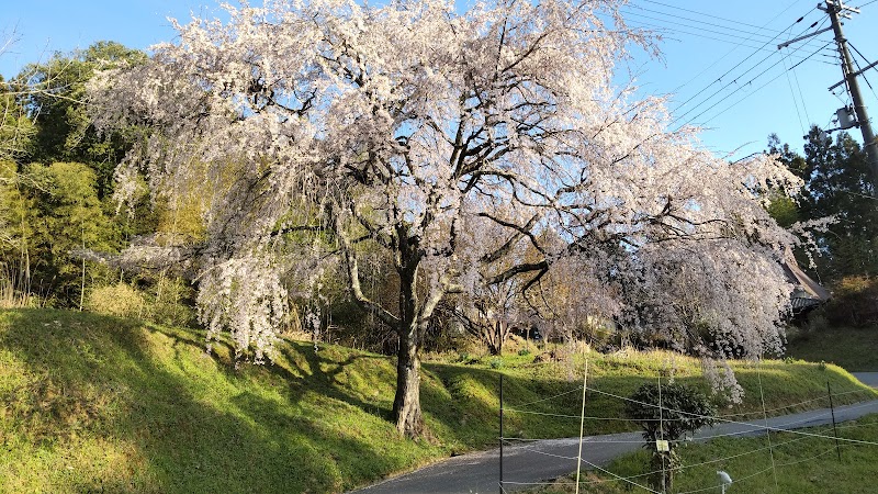 下片岡の垂れ桜