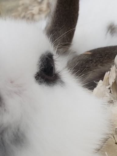 Pet Supply Store «Pet Supermarket», reviews and photos, 1338 Del Prado Blvd, Cape Coral, FL 33990, USA