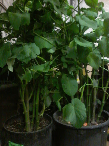 Produce Market «Produce Los Paniaguitas», reviews and photos, 1141 N Pacific Hwy, Woodburn, OR 97071, USA