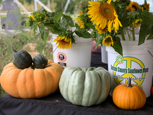 Tourist Attraction «Sussex County Sunflower Maze», reviews and photos, 101 Co Rd 645, Sandyston, NJ 07826, USA