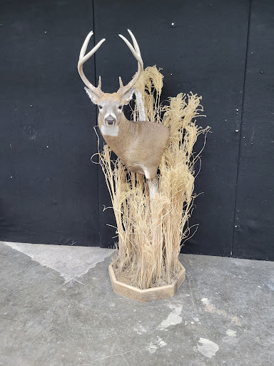 Taxidermist «HighPoint Taxidermy And Outfutters», reviews and photos, 14860 OH-13, Thornville, OH 43076, USA