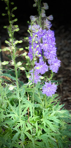 Optometrist «Park Family Eye Care», reviews and photos, 9 S Lincolnway St, North Aurora, IL 60542, USA