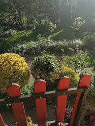 Pogrányi Zsolt Dísznövénykertészete Örökzöldek, díszfák, gyümölcsfák, díszcserjék, egynyári virágok,
