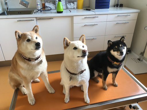 Veterinary practice for small animals unter Griesheim, 