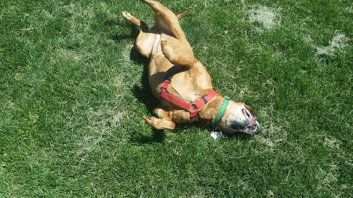 Park «Willow Creek Park», reviews and photos, 8000 E Phillips Cir, Centennial, CO 80112, USA