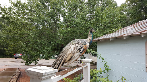 Florist «A Matter of Taste Florists», reviews and photos, 4230 Williams Dr B, Georgetown, TX 78628, USA