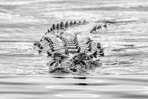Solar Whisper Wildlife and Crocodile Cruises on the Daintree river image