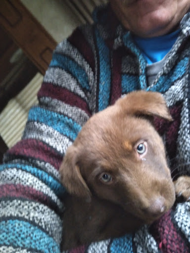 Illinois Valley Veterinary Services image