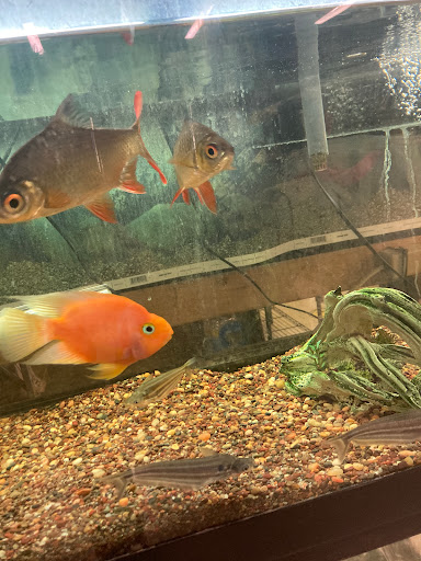 Pet Store «Gills And Thrills Pet Shop», reviews and photos, 204 E 8th St, Lockport, IL 60441, USA