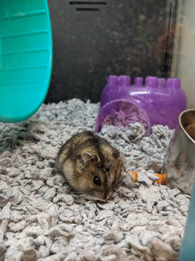 Pet Supply Store «PetSmart», reviews and photos, 98 Providence Hwy, East Walpole, MA 02032, USA