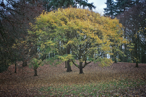 Donut Shop «Donut Palace», reviews and photos, 3164 NW 185th Ave, Portland, OR 97229, USA