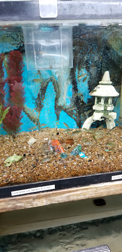 Tropical Fish Store «Texas Tropical & Marine», reviews and photos, 4034 Vance Jackson Rd, San Antonio, TX 78213, USA