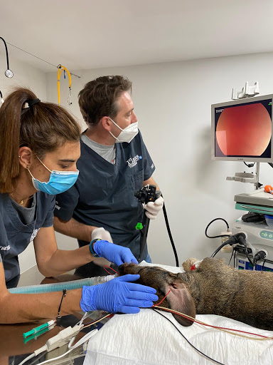 Plans Alcalans Veterinaris en Real de Montroi