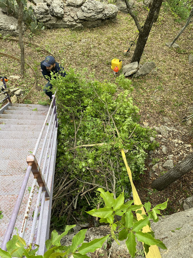Why Are My Trees Shedding Or Losing Leaves In Spring 1