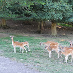 Photo n° 3 de l'avis de Pauline.e fait le 13/08/2022 à 17:47 pour Parc Canadien à Muchedent