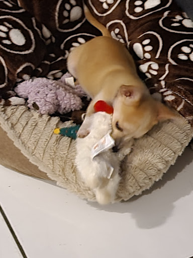 Pet Supply Store «PetSmart», reviews and photos, 1819 NE Pine Island Rd, Cape Coral, FL 33909, USA