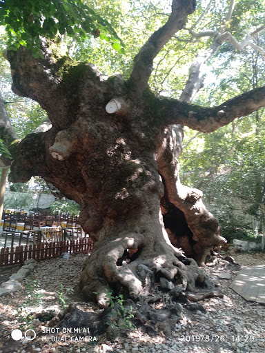 Belen Kahvesi İçi Maketler