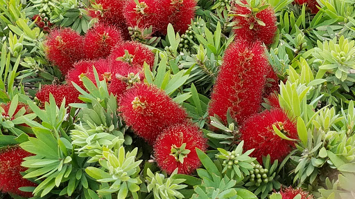 Shopping Mall «Galvez Shopping Center», reviews and photos, 6228 Broadway St, Galveston, TX 77551, USA