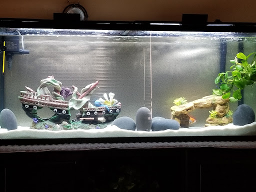 Desert Tropical Aquatics