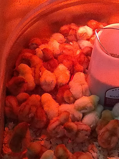 Home Improvement Store «Tractor Supply Co.», reviews and photos, 2606 Minnich Trail, Kingsport, TN 37660, USA