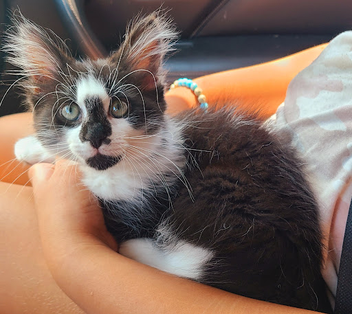 Pet Supply Store «PetSmart», reviews and photos, 9041 Snowden Square Dr, Columbia, MD 21045, USA