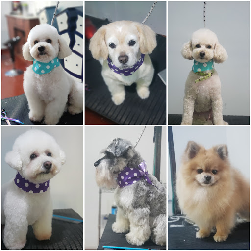 Chic peluqueria canina