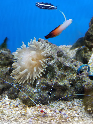 Pet Supply Store «Petco Animal Supplies», reviews and photos, 5601 Brodie Ln, Sunset Valley, TX 78745, USA