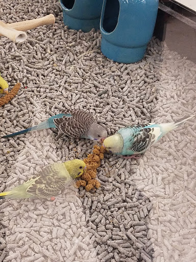 Pet Supply Store «Petco Animal Supplies», reviews and photos, 405 W Loop 281, Longview, TX 75605, USA