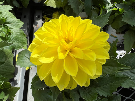 Home Improvement Store «The Home Depot», reviews and photos, 6000 Johnson Dr, Pleasanton, CA 94588, USA