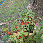 Photo n°5 de l'avis de massimo.r fait le 26/09/2021 à 07:48 sur le  Birrificio Bionoc' à Mezzano