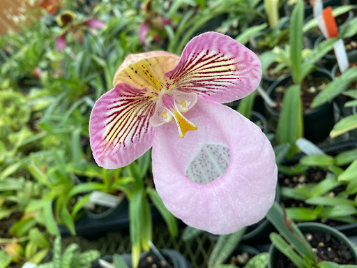 Florist «Floradise Orchids», reviews and photos, 19154 James Madison Hwy, Gordonsville, VA 22942, USA