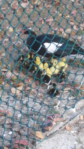 Stadium «City of Palms Park», reviews and photos, 2201 Edison Ave, Fort Myers, FL 33901, USA