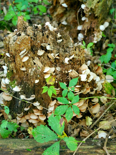 Nature Preserve «Lost Lake Nature Preserve», reviews and photos, Evans Rd, Holly, MI 48442, USA