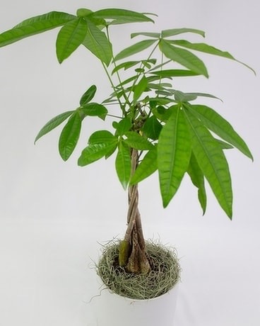 Florist «The Flower Bucket», reviews and photos, 7700 N Lamar Blvd, Austin, TX 78752, USA