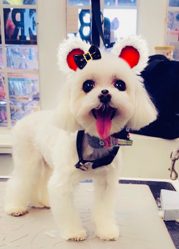 Pet Store «Canine Carousel», reviews and photos, 43135 Broadlands Center Plaza #129, Ashburn, VA 20148, USA