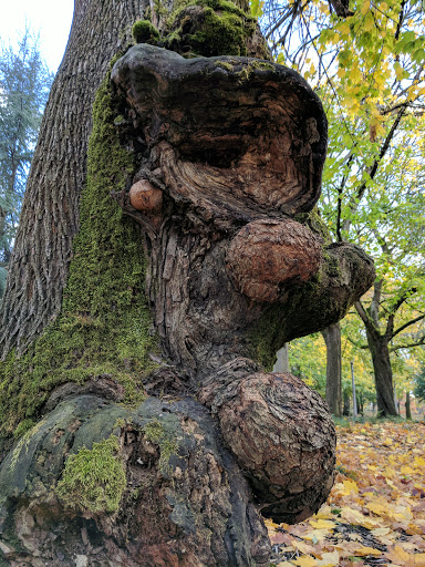 Park «Irving Park», reviews and photos, 707 NE Fremont St, Portland, OR 97212, USA