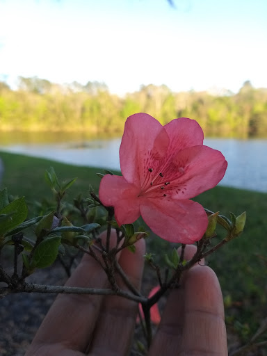 Theme Park «Velocity Air Sports», reviews and photos, 7022 A C Skinner Pkwy #200, Jacksonville, FL 32256, USA