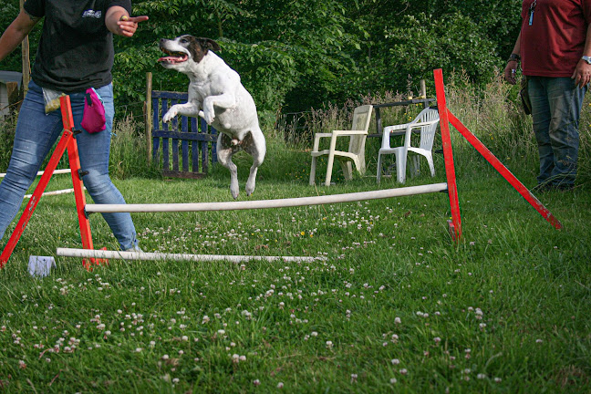The Scurry School And Dog Agility club