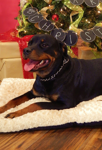 Pet Groomer «Woof Gang Bakery Rockwall», reviews and photos, 832 Steger Towne Rd, Rockwall, TX 75032, USA