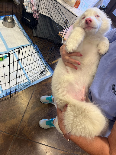 Pet Store «Choice Pet Market», reviews and photos, 20028 N 67th Ave, Glendale, AZ 85308, USA