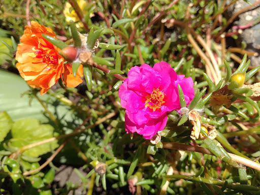 Park «Iris Park», reviews and photos, 1885 University Ave W, St Paul, MN 55104, USA