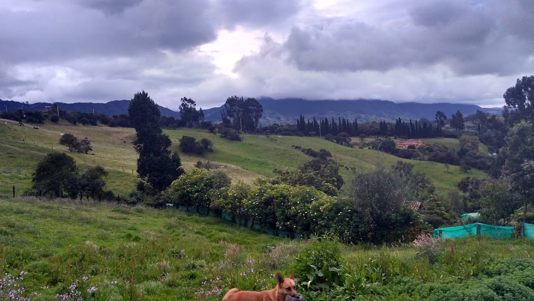 ALAEJOS - FINCA DE CARRIZOSA