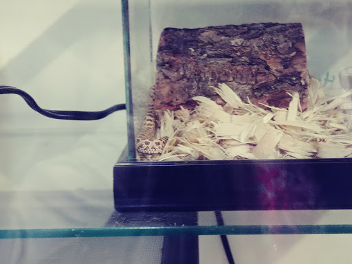 Reptile Store «An Exotic Reptile Pet Shop», reviews and photos, 3115 N 1st Ave, Tucson, AZ 85719, USA