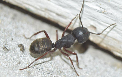 Pest Control Service «Action Pest Control», reviews and photos