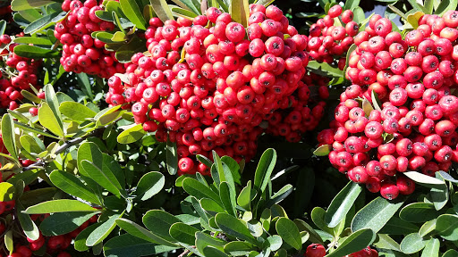 Fabric Store «Jo-Ann Fabrics and Crafts», reviews and photos, 245 Tamal Vista Blvd, Corte Madera, CA 94925, USA