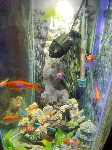 Tropical Fish Store «Glass Aquatics», reviews and photos, 542 W Harwood Rd, Hurst, TX 76054, USA