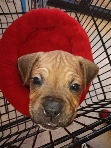 Pet Supply Store «Petco Animal Supplies», reviews and photos, 1250 N Germantown Pkwy #112, Cordova, TN 38016, USA