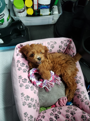 Pet Supply Store «PetSmart», reviews and photos, 270 Marketplace Boulevard, Selinsgrove, PA 17870, USA